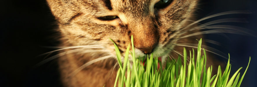 Herbe A Chat Ou Herbe Aux Chats Il Faut Faire La Difference